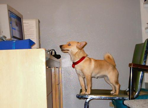 jack russell terrier and pomeranian mix