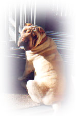 CHIMO